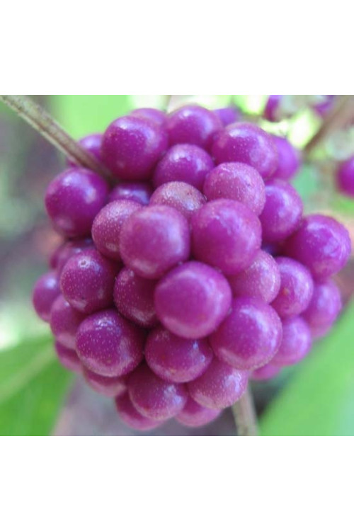 Pięknotka bodinera 'Profusion' | Callicarpa bodinieri