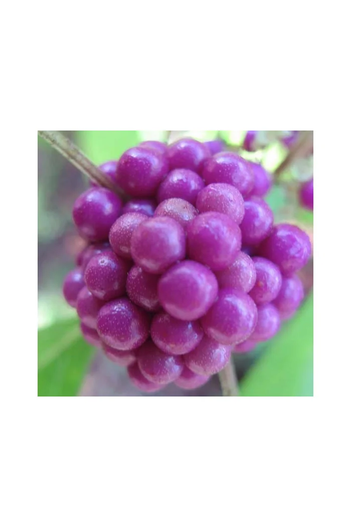 Pięknotka bodinera 'Profusion' | Callicarpa bodinieri