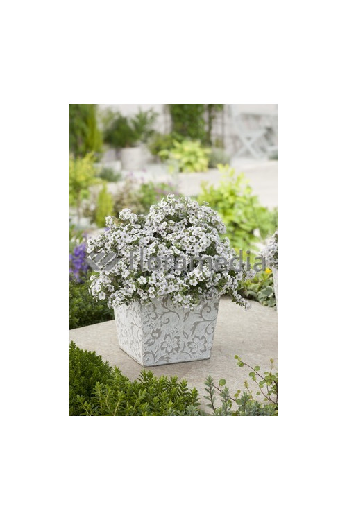 Gipsówka (Łyszczec) ogrodowa 'Rosenschleier' | Gypsophila x hybr