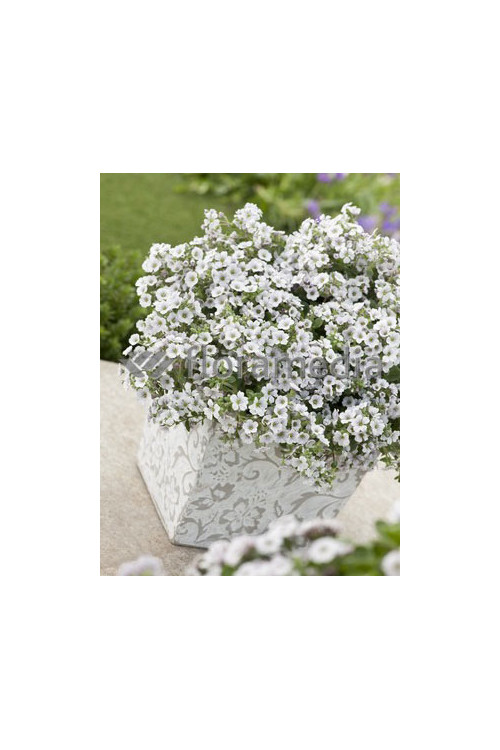 Gipsówka (Łyszczec) ogrodowa 'Rosenschleier' | Gypsophila x hybr