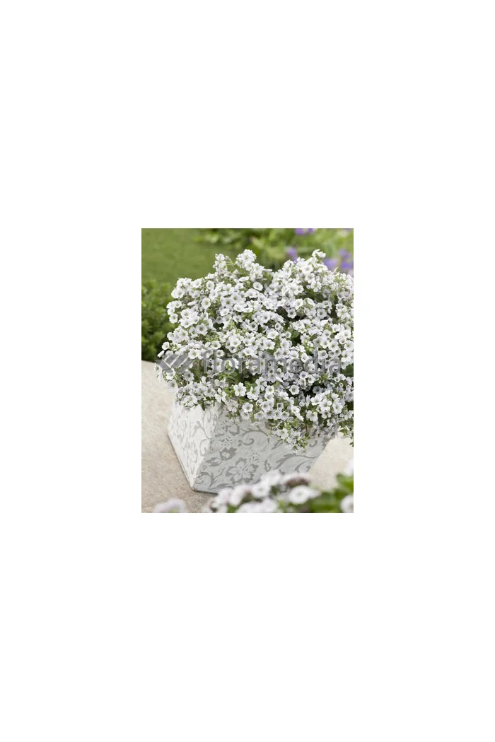 Gipsówka (Łyszczec) ogrodowa 'Rosenschleier' | Gypsophila x hybr