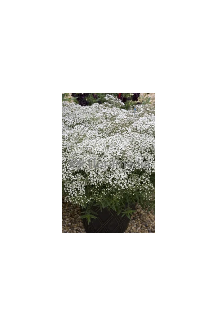 Gipsówka (Łyszczec) ogrodowa 'Rosenschleier' | Gypsophila x hybr