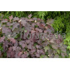 Hortensja dębolistna 'Burgundy' | Hydrangea quercifolia