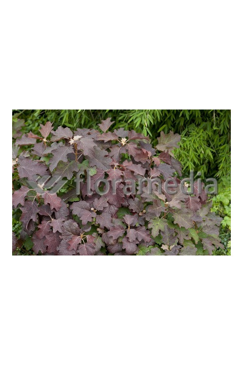 Hortensja dębolistna 'Burgundy' | Hydrangea quercifolia