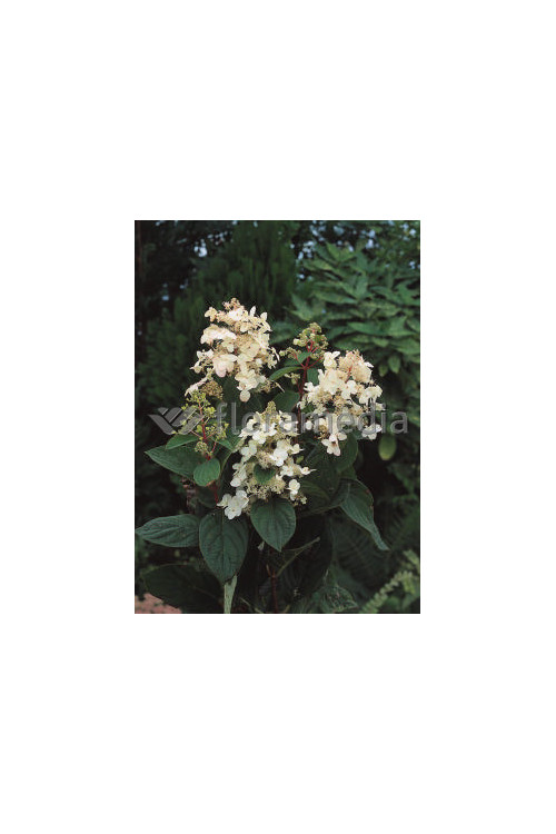 Hortensja dębolistna 'Burgundy' | Hydrangea quercifolia