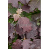 Hortensja dębolistna 'Burgundy' | Hydrangea quercifolia