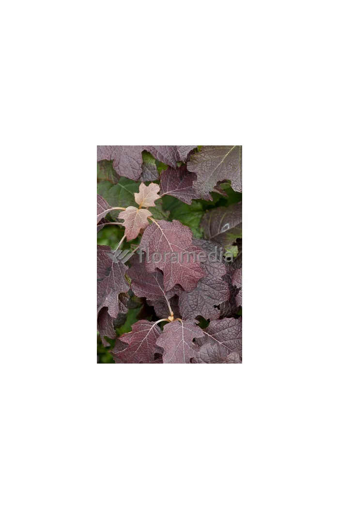 Hortensja dębolistna 'Burgundy' | Hydrangea quercifolia