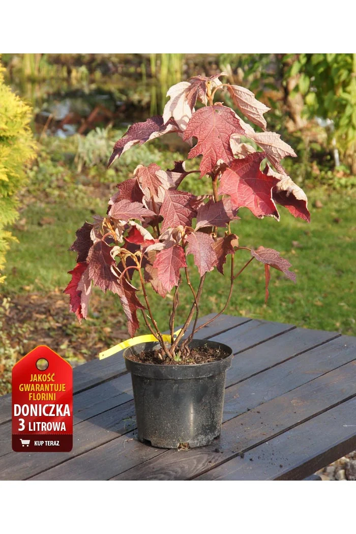 Hortensja dębolistna 'Burgundy' | Hydrangea quercifolia