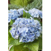 Hortensja ogrodowa 'Blue Deckle' Hydrangea macrophylla
