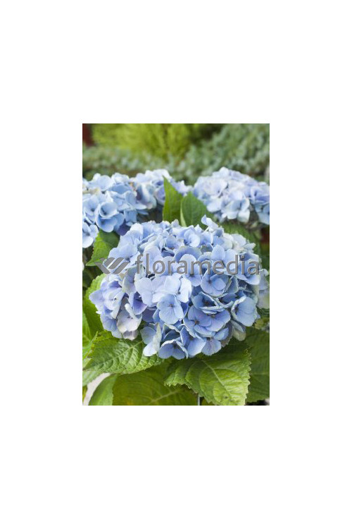 Hortensja ogrodowa 'Blue Deckle' Hydrangea macrophylla