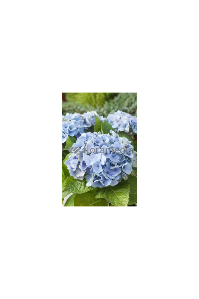Hortensja ogrodowa 'Blue Deckle' Hydrangea macrophylla