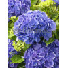 Hortensja ogrodowa 'Blue Deckle' Hydrangea macrophylla