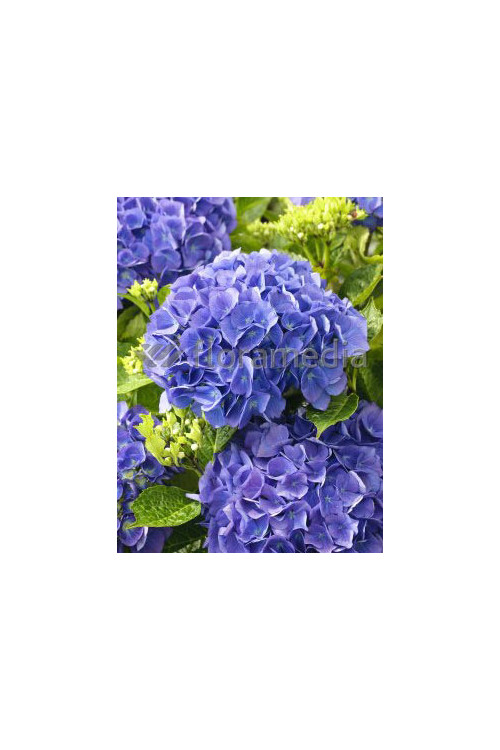 Hortensja ogrodowa 'Blue Deckle' Hydrangea macrophylla