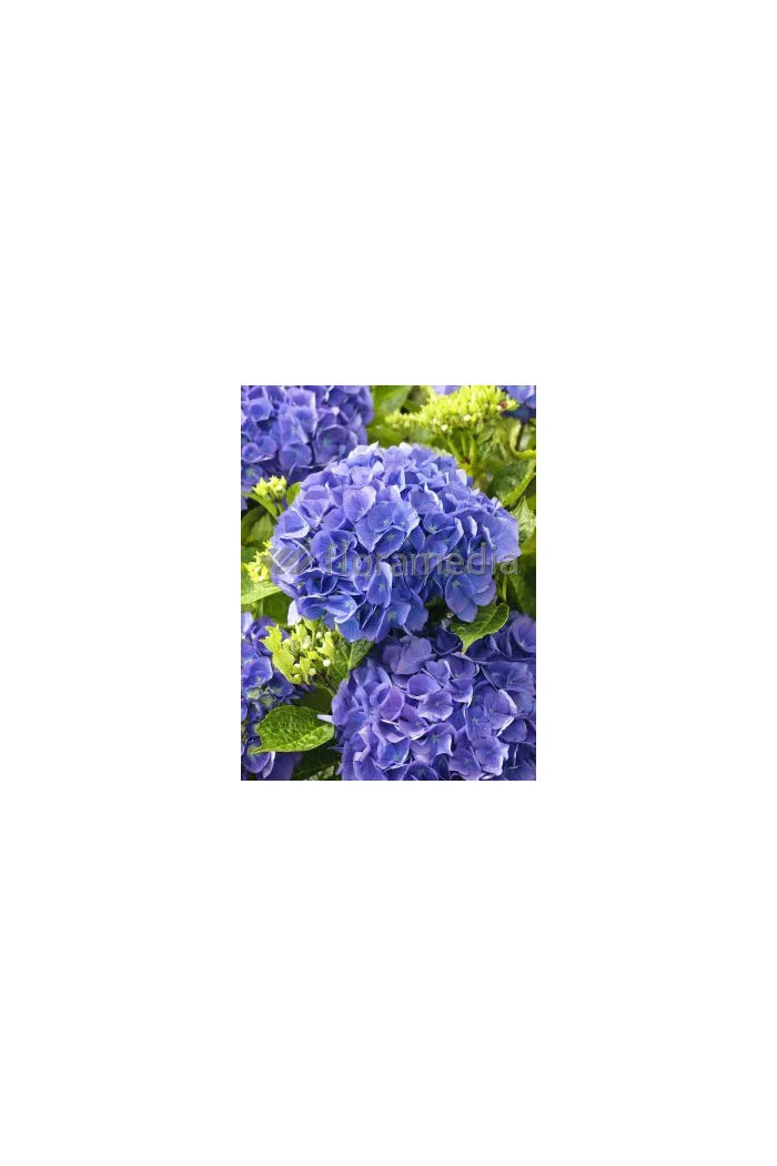 Hortensja ogrodowa 'Blue Deckle' Hydrangea macrophylla