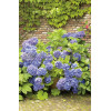 Hortensja ogrodowa 'Blue Deckle' Hydrangea macrophylla