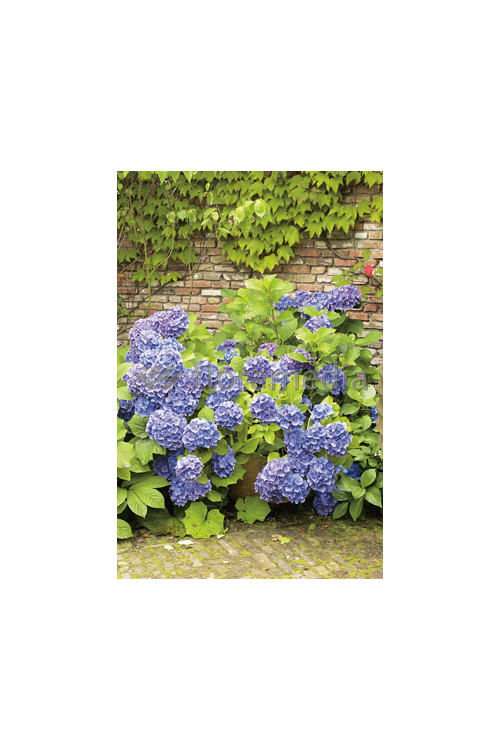 Hortensja ogrodowa 'Blue Deckle' Hydrangea macrophylla