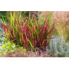 Imperata 'Red Baron' | Imperata