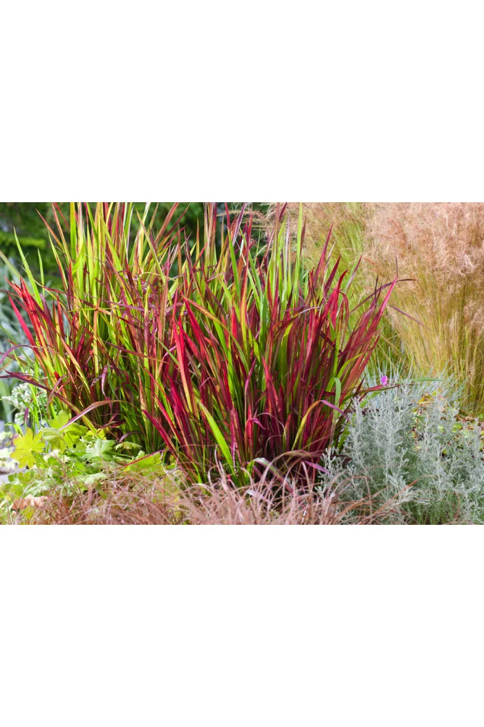 Imperata 'Red Baron' | Imperata