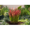 Imperata 'Red Baron' | Imperata
