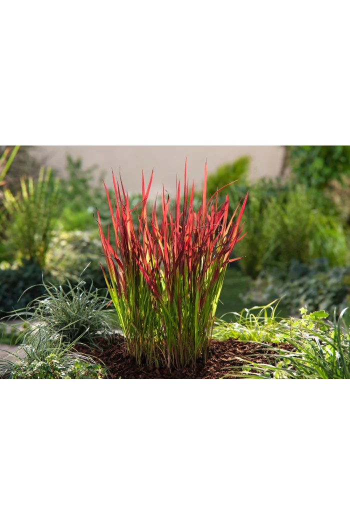 Imperata 'Red Baron' | Imperata