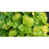 Żurawka 'NORTHERN EXPOSURE™ Lime' Heuchera