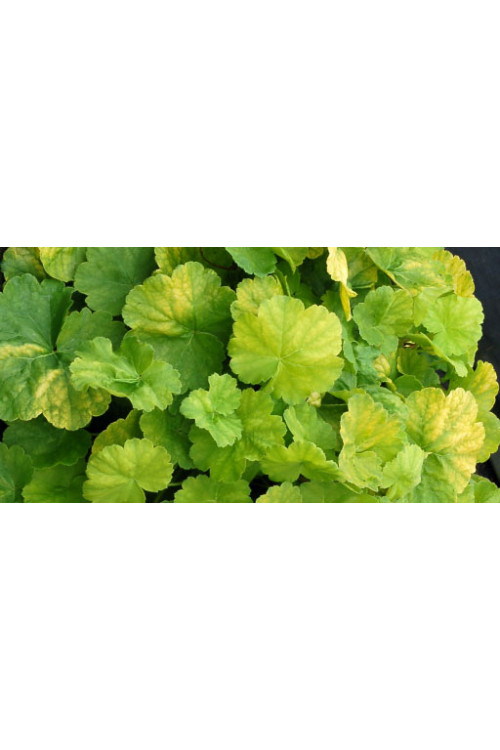 Żurawka 'NORTHERN EXPOSURE™ Lime' Heuchera