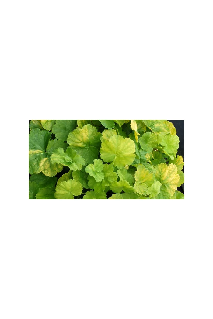 Żurawka 'NORTHERN EXPOSURE™ Lime' Heuchera