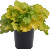 Żurawka 'NORTHERN EXPOSURE™ Lime' Heuchera