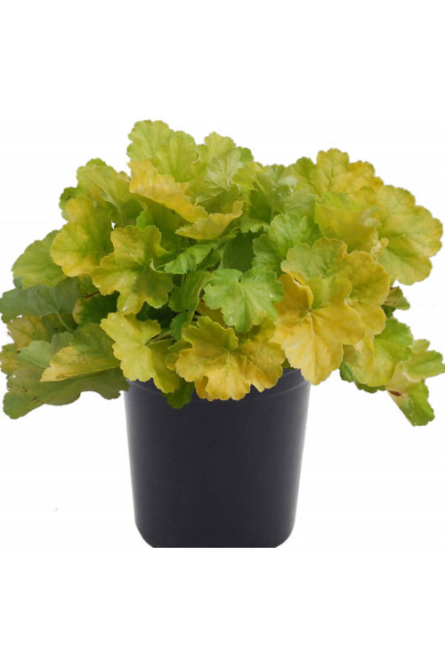 Żurawka 'NORTHERN EXPOSURE™ Lime' Heuchera