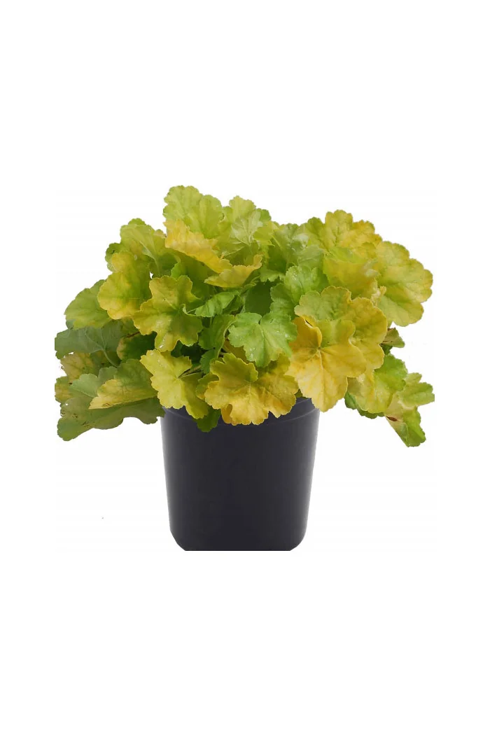 Żurawka 'NORTHERN EXPOSURE™ Lime' Heuchera