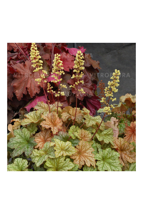 Żurawka 'Topaz Jazz' | Heuchera