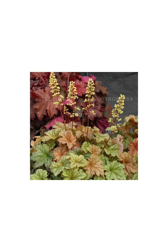 Żurawka 'Topaz Jazz' | Heuchera