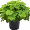 Żurawka 'Happy Hour Lime' Heuchera