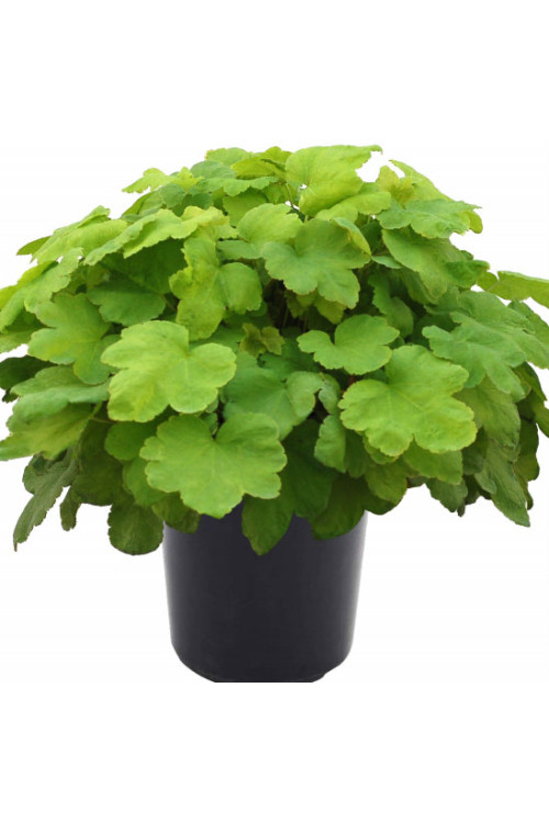 Żurawka 'Happy Hour Lime' Heuchera
