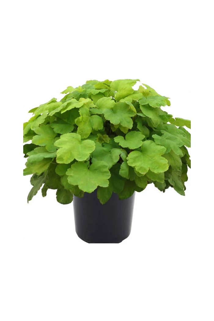 Żurawka 'Happy Hour Lime' Heuchera