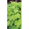Żurawka 'Happy Hour Lime' Heuchera