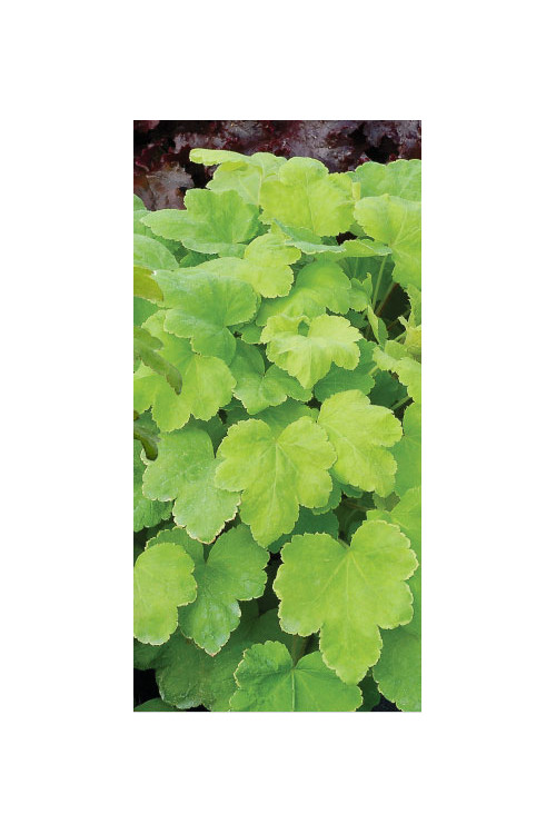 Żurawka 'Happy Hour Lime' Heuchera
