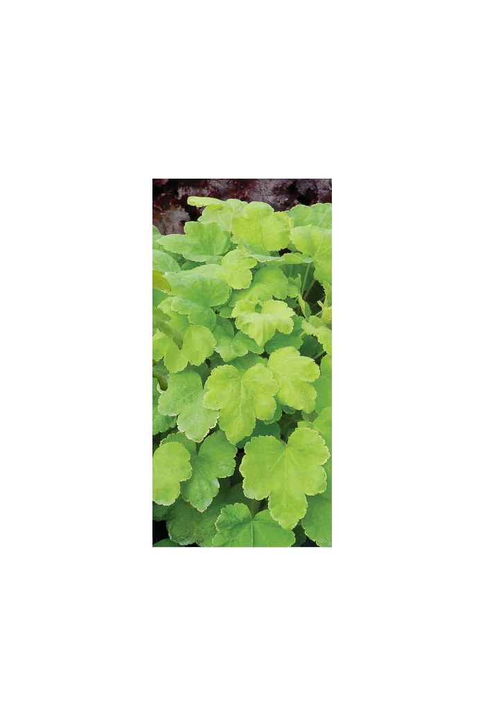 Żurawka 'Happy Hour Lime' Heuchera
