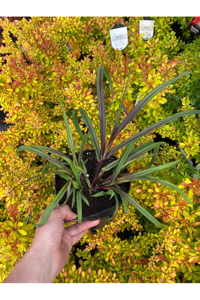 Rozplenica Słoniowa 'Vertigo' | Pennisetum purpureum