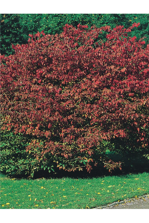 Trzmielina oskrzydlona 'Fireball' | Euonymus alatus