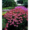 Jeżówka 'Red Knee High' Echinacea