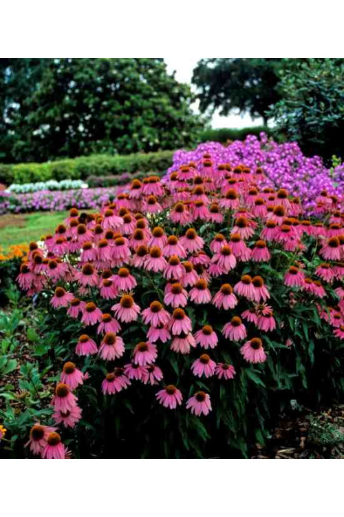 Jeżówka 'Red Knee High' Echinacea