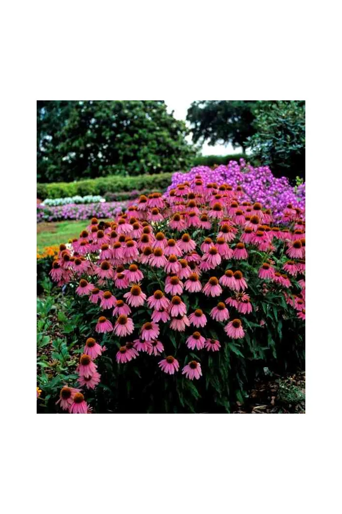 Jeżówka 'Red Knee High' Echinacea
