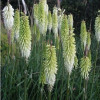 Trytoma 'Ice Queen' Kniphofia