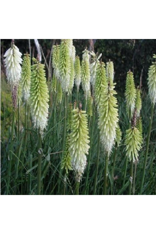 Trytoma 'Ice Queen' Kniphofia