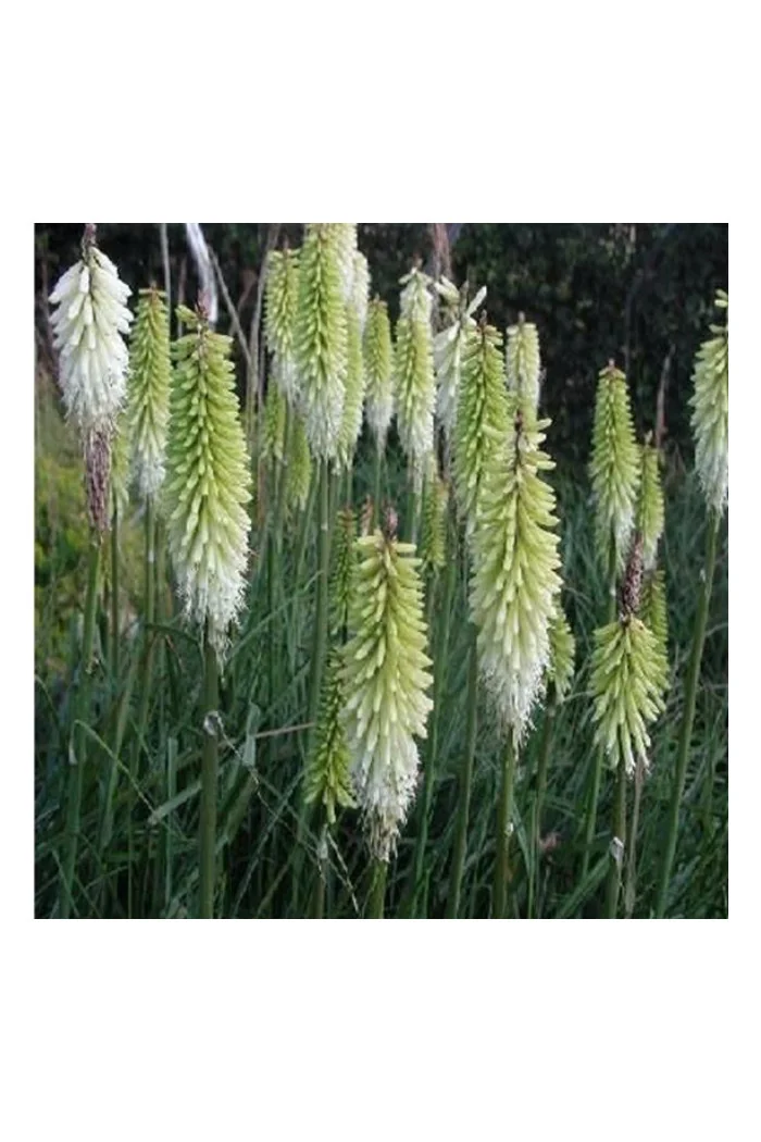 Trytoma 'Ice Queen' Kniphofia