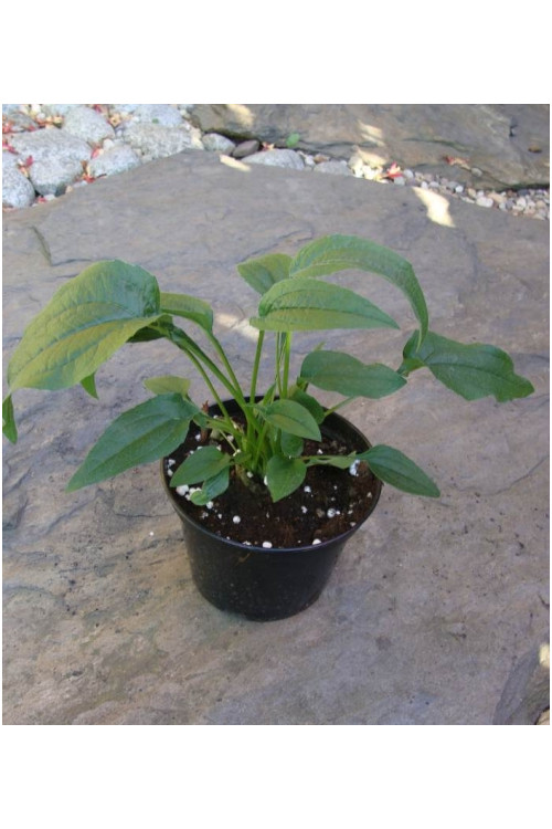 Jeżówka 'Red Knee High' Echinacea
