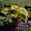 Funkia 'Forest Fire' Hosta