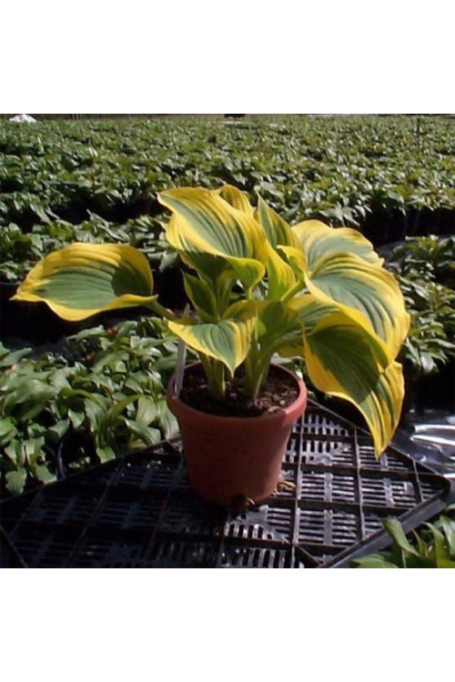 Funkia 'Forest Fire' Hosta