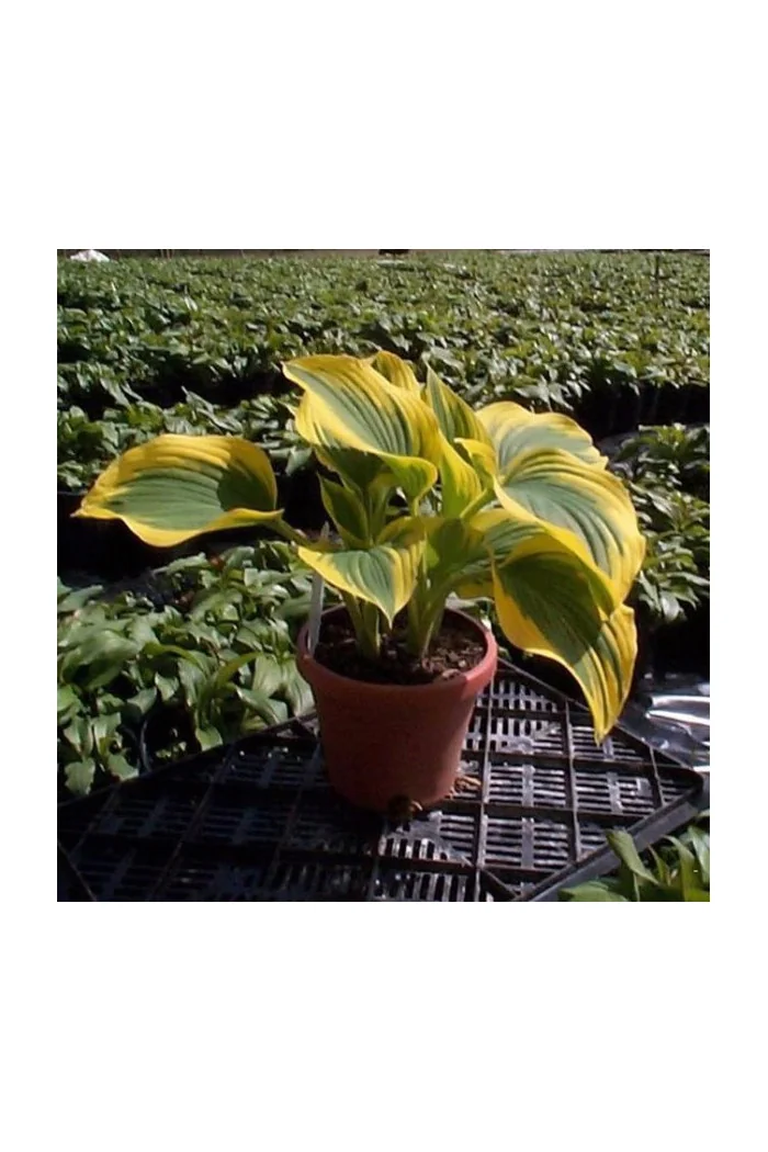 Funkia 'Forest Fire' Hosta